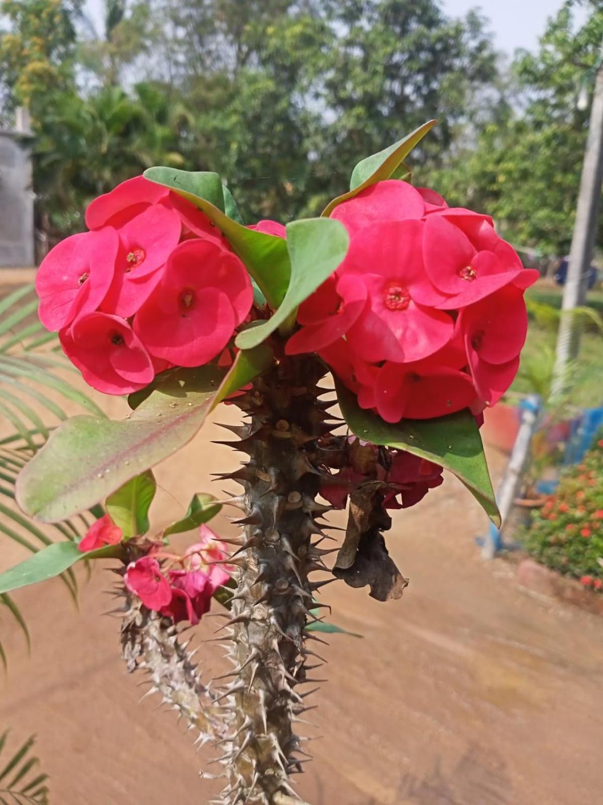 Aranyak * Shanti Niketan