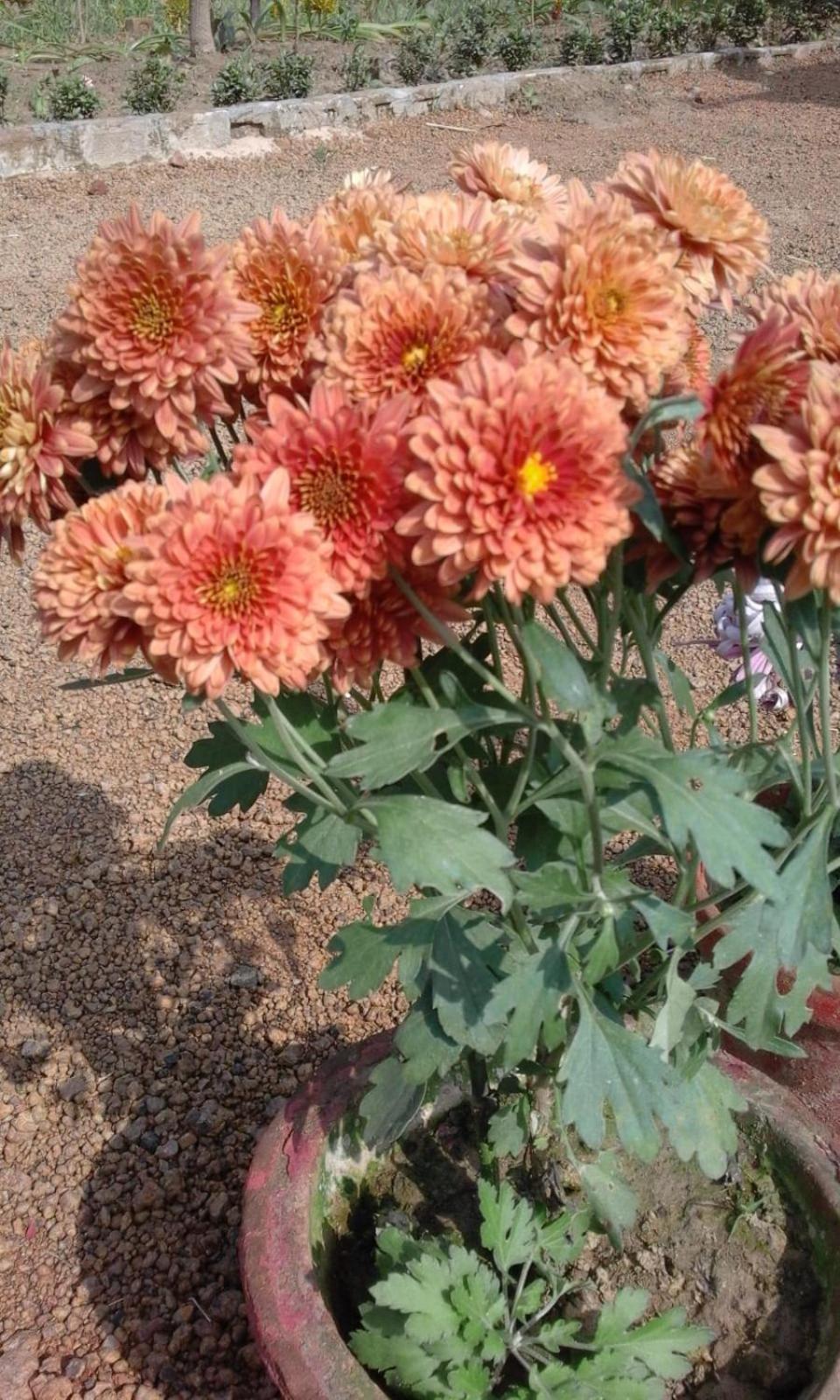 Holiday home Aranyak Shanti Niketan